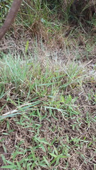 Eragrostis stolonifera
