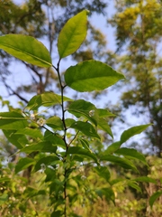 Ilex asprella