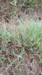 Eragrostis stolonifera