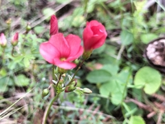 Oxalis pendulifolia