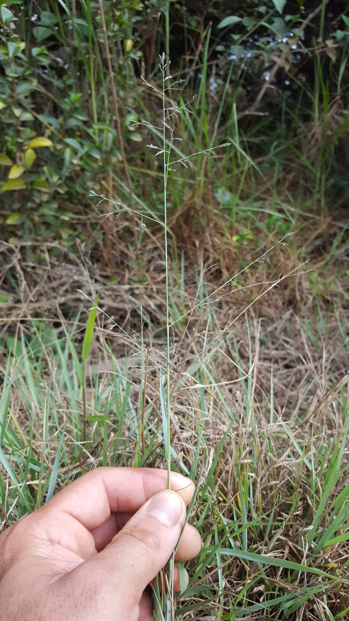 (c) François Rousseu, certains droits réservés (CC BY-NC) https://www.inaturalist.org/observations/149049256