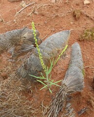 Lophiocarpus tenuissimus