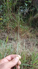 Eragrostis stolonifera