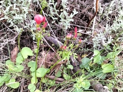 Oxalis pendulifolia