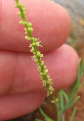 Lophiocarpus tenuissimus