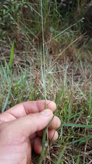Eragrostis stolonifera