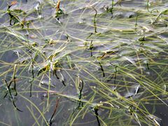 Potamogeton pusillus