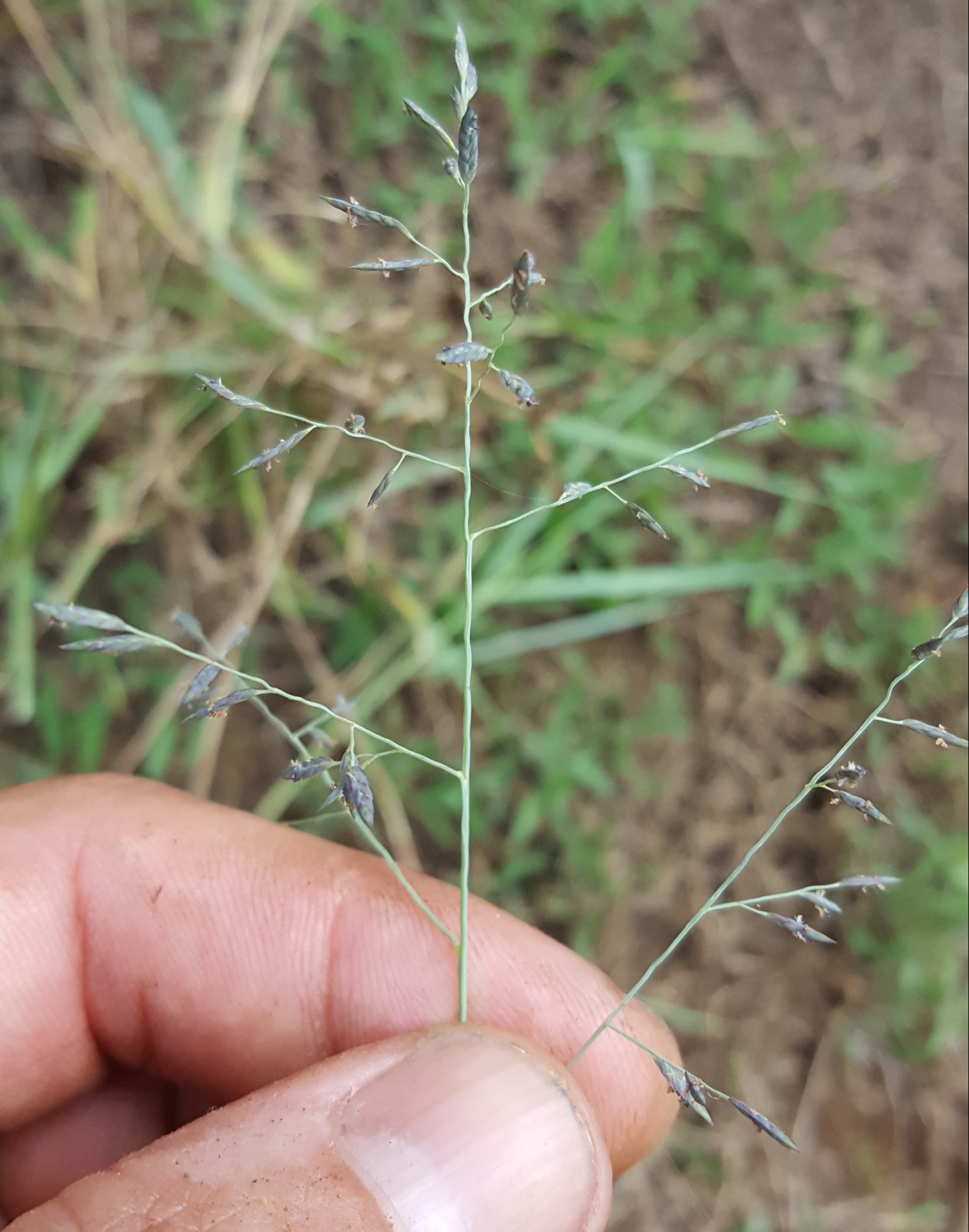 (c) François Rousseu, certains droits réservés (CC BY-NC) https://www.inaturalist.org/observations/149049256