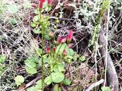Oxalis pendulifolia