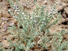 Reaumuria songarica