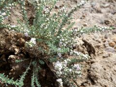 Reaumuria songarica