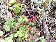 Oxalis pendulifolia