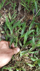 Paspalum nutans