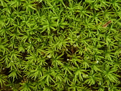 Gymnostomum aeruginosum