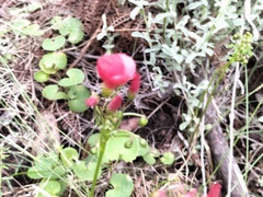 Oxalis pendulifolia