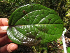 Ocotea pedicellata