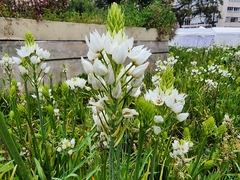 Ornithogalum