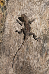 Tropidurus torquatus