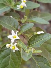 Solanum chenopodioides