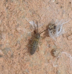 Entomobrya unostrigata