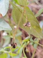 Solanum chenopodioides