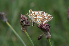 Allium atrosanguineum