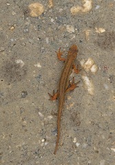 Lissotriton