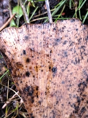 Bartheletia paradoxa