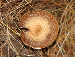 Armillaria gallica