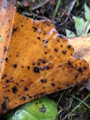 Bartheletia paradoxa