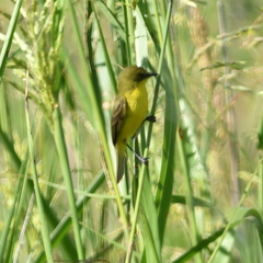 Pseudocolopteryx acutipennis