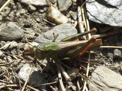 Chorthippus binotatus