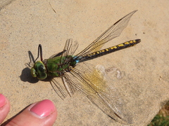 Anax indicus