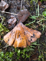 Bartheletia paradoxa