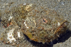 Scorpaenopsis macrochir