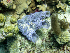 Callyspongia plicifera