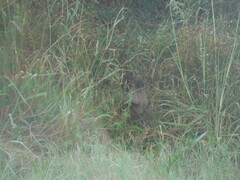 Pternistis natalensis