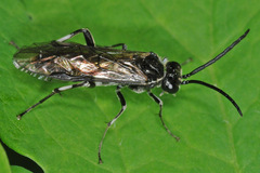 Macrophya albicincta