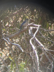 Aphelocoma insularis