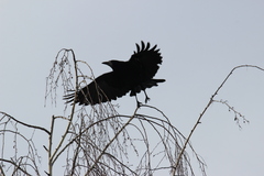 Corvus frugilegus