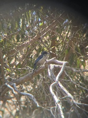 Aphelocoma insularis