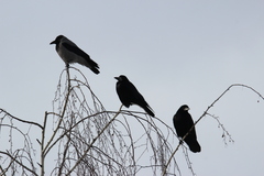 Corvus frugilegus