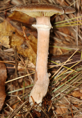 Armillaria gallica