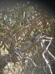 Aphelocoma insularis