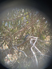 Aphelocoma insularis