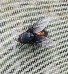 Calliphora splendens