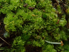 Fossombronia pusilla