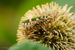 Theopropus borneensis