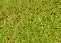 Carex bebbii