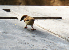 Passer domesticus